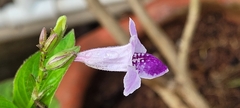Asystasia dalzelliana