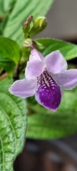 Asystasia dalzelliana