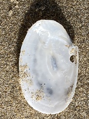 Periploma planiusculum