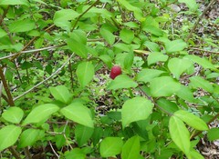 Lonicera