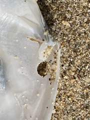 Periploma planiusculum