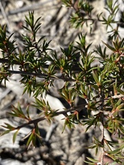 Leptospermum arachnoides