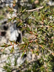 Leptospermum arachnoides