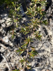 Leptospermum arachnoides