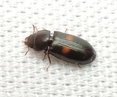 Tenebroides bimaculatus