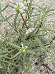 Mitracarpus breviflorus