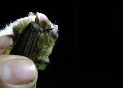Lasiurus ega