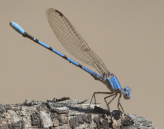 Argia agrioides