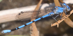 Argia agrioides