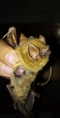 Lasiurus ega