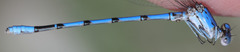 Argia agrioides