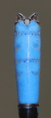Argia agrioides