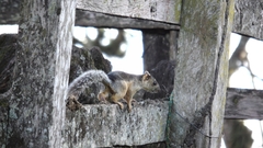 Sciurus variegatoides