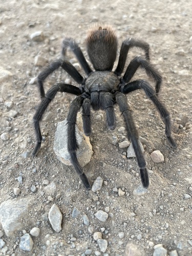 iNaturalist observation photo of Desert Tarantula