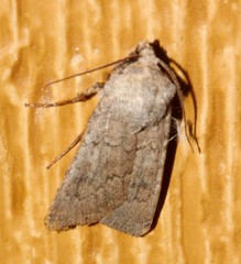 Euxoa comosa