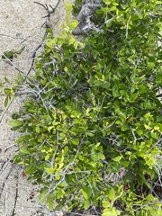 Diospyros intricata