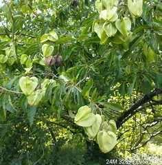 Cordia oncocalyx