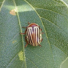 Zygogramma exclamationis