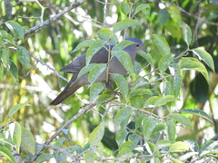 Patagioenas plumbea