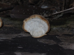 Trametes elegans