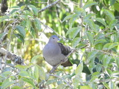 Patagioenas plumbea