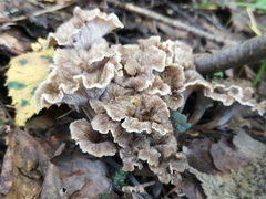 Craterellus cinereus