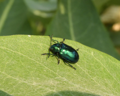 Chrysochus cobaltinus