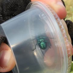 Chrysochus cobaltinus