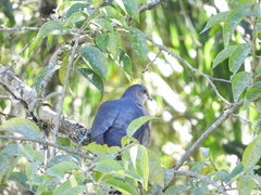 Patagioenas plumbea