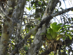 Phyllomyias griseocapilla