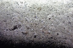 Anemonactis clavus