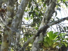 Phyllomyias griseocapilla