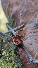 Anthracophyllum discolor