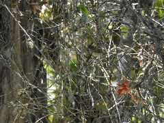 Phyllomyias griseocapilla