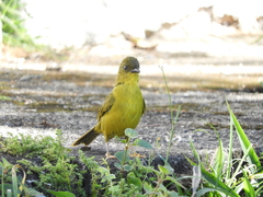 Orthogonys chloricterus