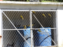 Orthogonys chloricterus