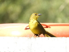 Orthogonys chloricterus