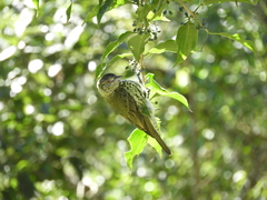 Oxyruncus cristatus