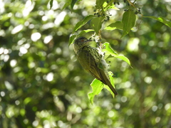 Oxyruncus cristatus