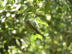Oxyruncus cristatus