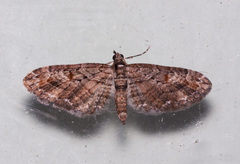 Eupithecia graefii