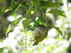 Oxyruncus cristatus