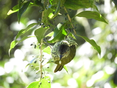 Oxyruncus cristatus