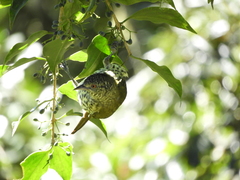 Oxyruncus cristatus