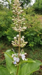 Rotheca