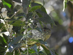 Oxyruncus cristatus