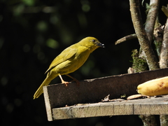 Orthogonys chloricterus