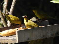 Orthogonys chloricterus