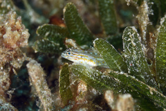 Coryphopterus venezuelae