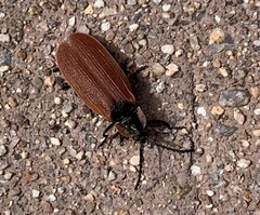 Lycus sanguinipennis